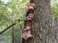 Jew's ear ، wood ear ، pig's ear ، black wood ear ، Kikurage